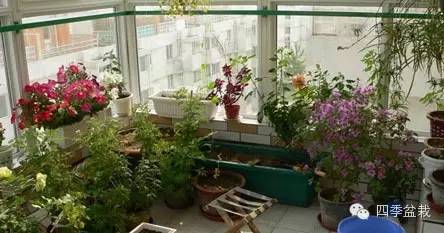 封闭阳台怎么种花？
