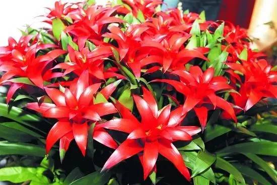 50种常见花卉浇水方法