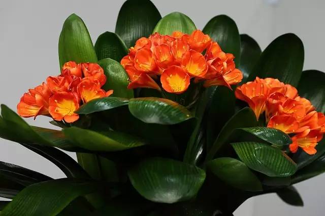 50种常见花卉浇水方法