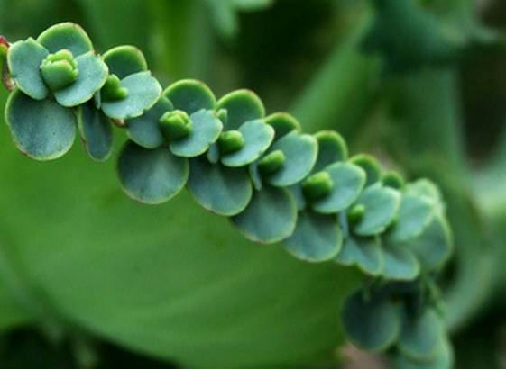 50种常见花卉浇水方法