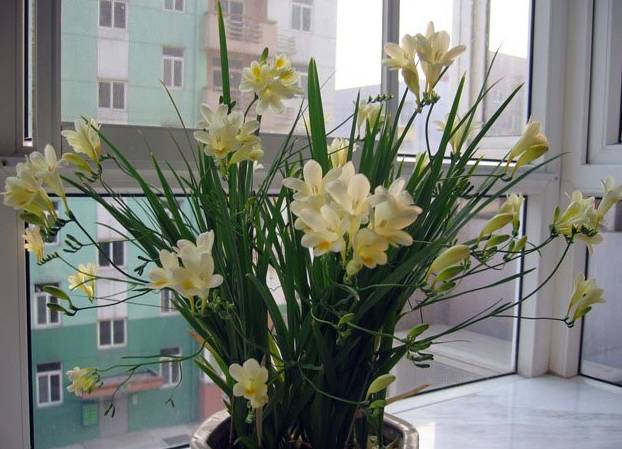 50种常见花卉浇水方法
