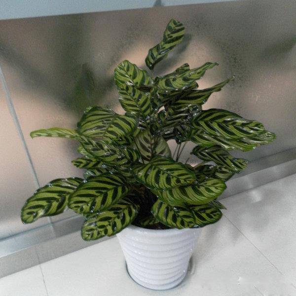 50种常见花卉浇水方法
