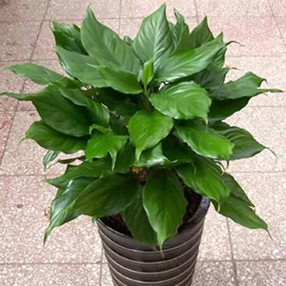 50种常见花卉浇水方法