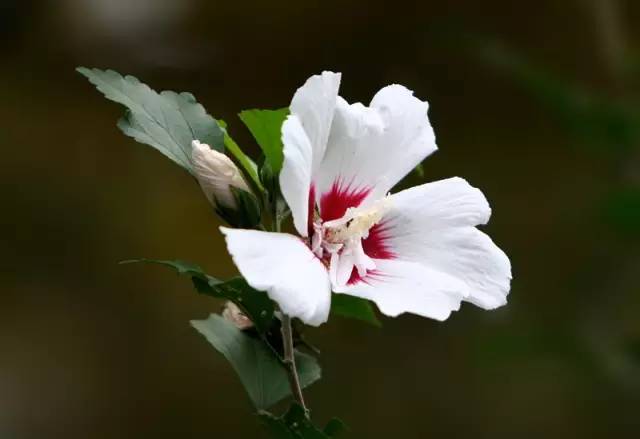 50种常见花卉浇水方法