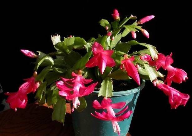 50种常见花卉浇水方法