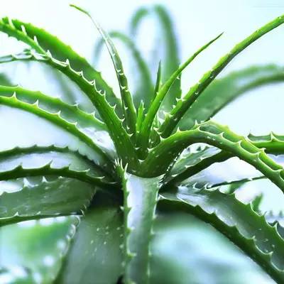 50种常见花卉浇水方法