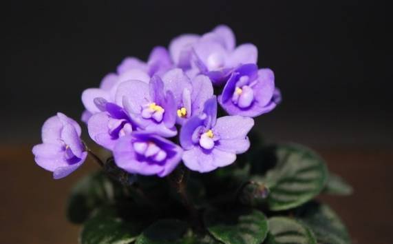 50种常见花卉浇水方法