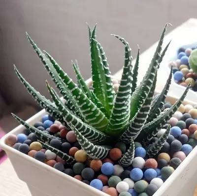 50种常见花卉浇水方法