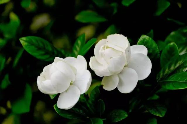 50种常见花卉浇水方法