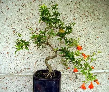50种常见花卉浇水方法