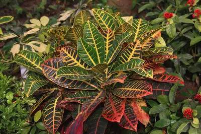 50种常见花卉浇水方法