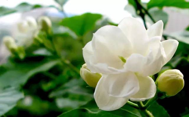 50种常见花卉浇水方法