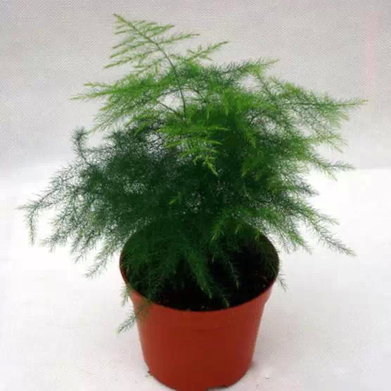 50种常见花卉浇水方法
