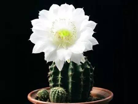50种常见花卉浇水方法