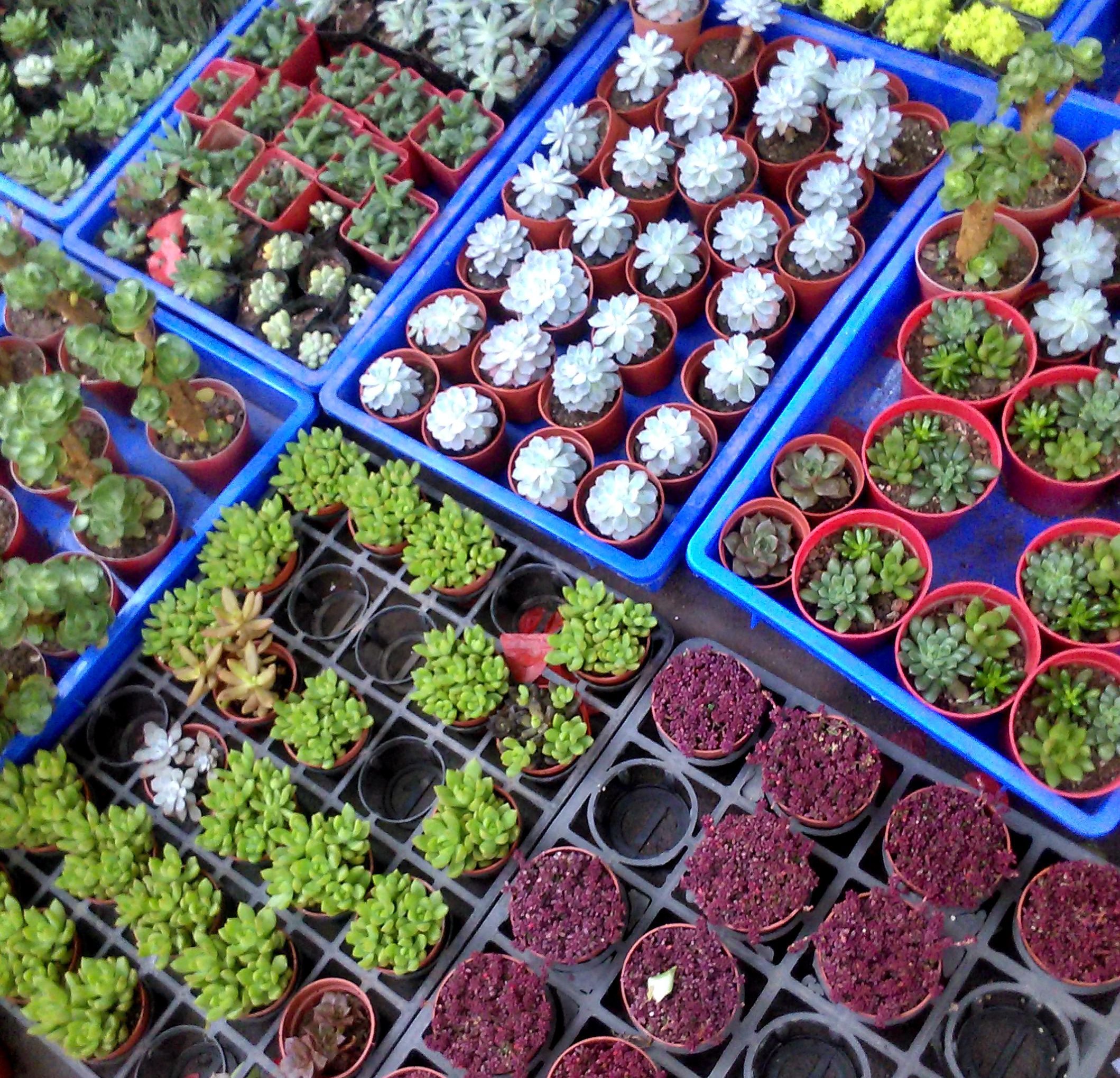 采购采购花花