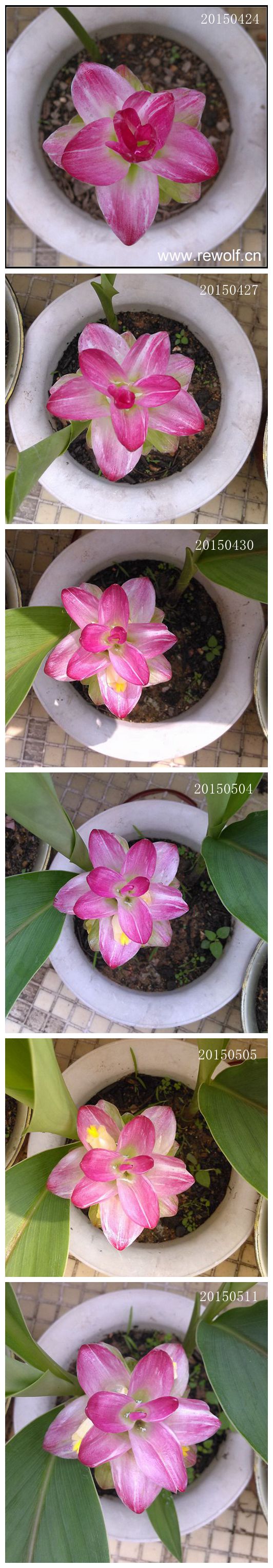 姜黄开花记录