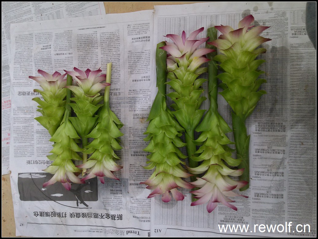 姜黄开花记录