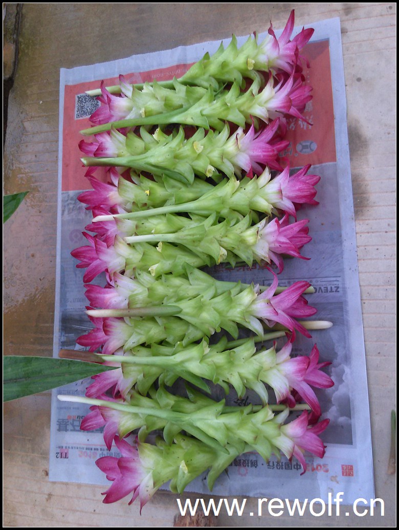 姜黄开花记录