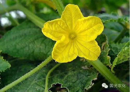 黄瓜花打顶的危害及解决方案