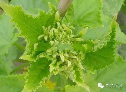 黄瓜花打顶的危害及解决方案