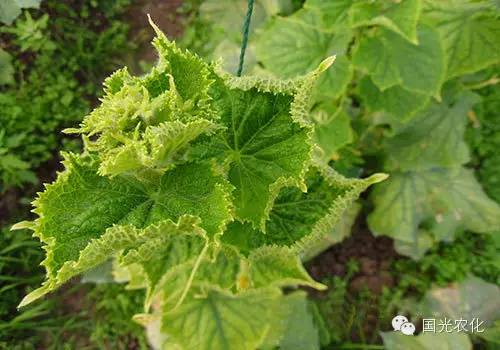 黄瓜花打顶的危害及解决方案