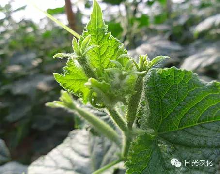 黄瓜花打顶的危害及解决方案