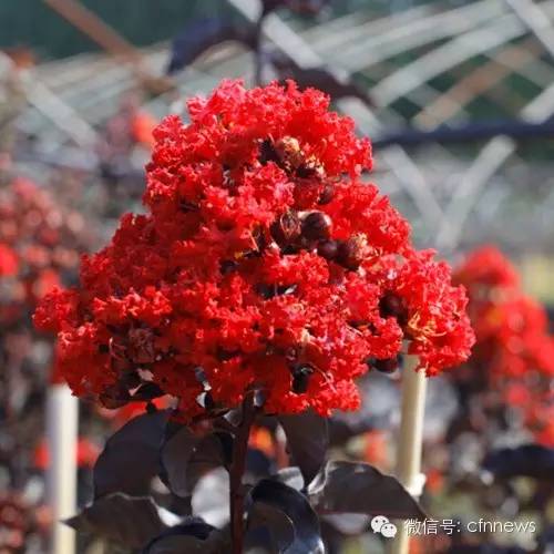 园林植物冻害成因及防护策略