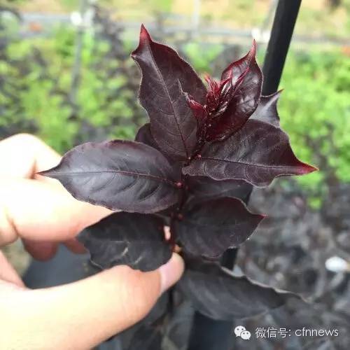 园林植物冻害成因及防护策略