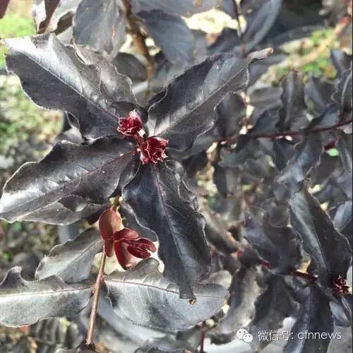 园林植物冻害成因及防护策略