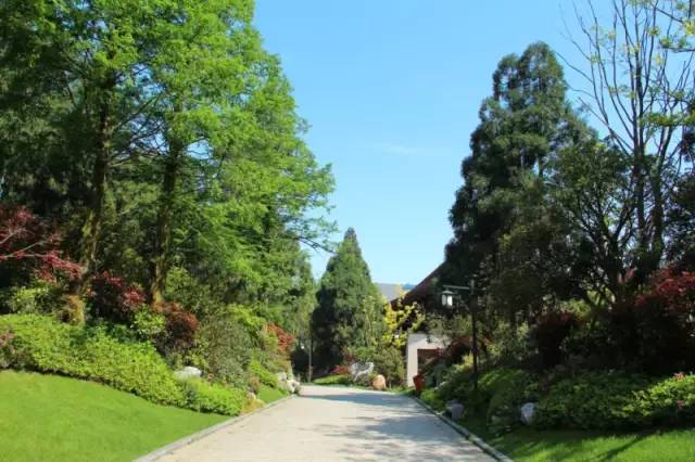 小区绿化植物配置案例实景 