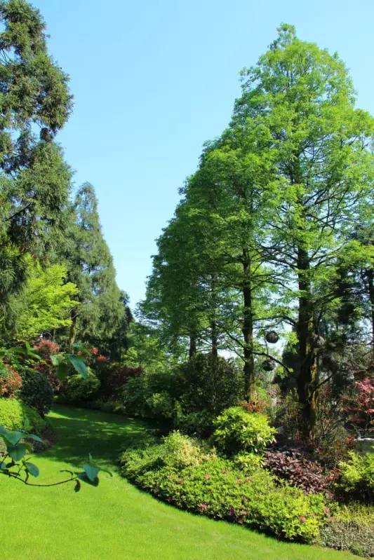 小区绿化植物配置案例实景 