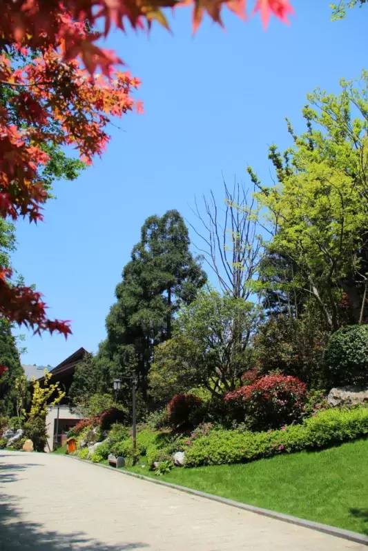 小区绿化植物配置案例实景 