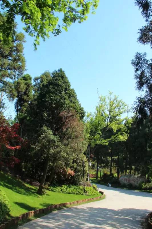 小区绿化植物配置案例实景 