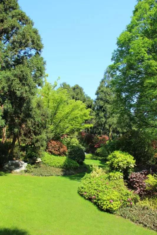 小区绿化植物配置案例实景 