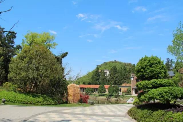 小区绿化植物配置案例实景 