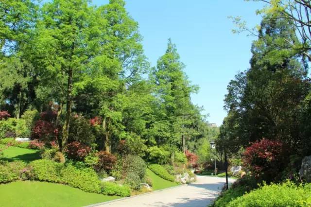 小区绿化植物配置案例实景 