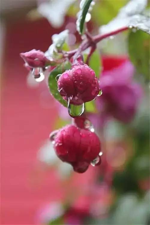 大师级花卉摄影