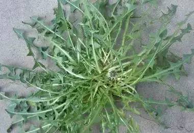 一种野菜治一种病，为家人收着！