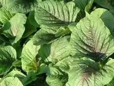 一种野菜治一种病，为家人收着！