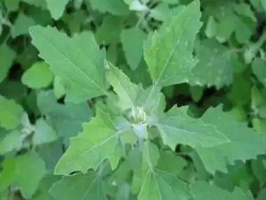 一种野菜治一种病，为家人收着！