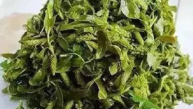 一种野菜治一种病，为家人收着！