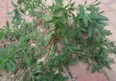 一种野菜治一种病，为家人收着！