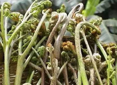 一种野菜治一种病，为家人收着！