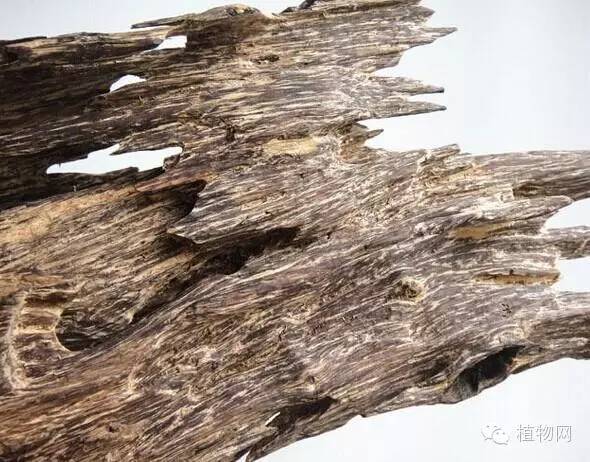到底哪些树可以结沉香呢？ - 家居园艺 - 花卉植物网