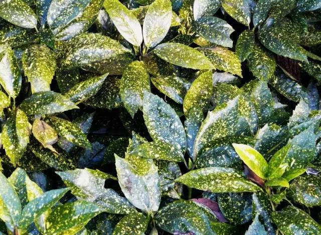 南方突降雪及冰沙苗木抗雪防寒技术建议