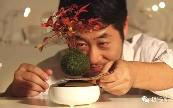 浮漂的盆栽，让你家里也有个“天空之城”