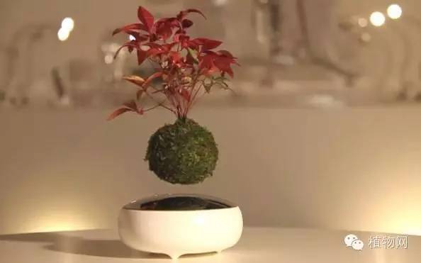 浮漂的盆栽，让你家里也有个“天空之城”
