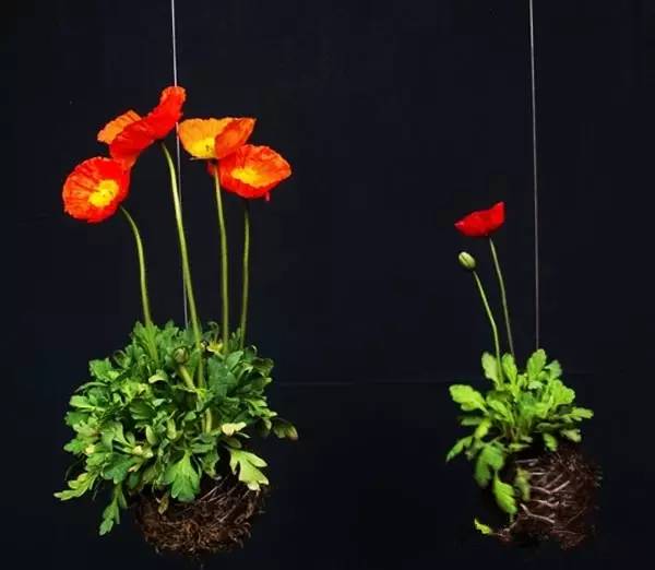  悬挂式植物花园