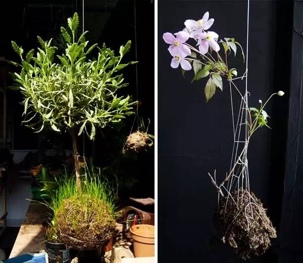  悬挂式植物花园
