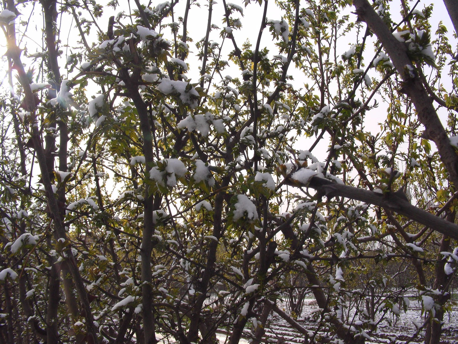 植物不同部分冻害表现及有效处理